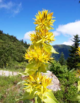 la gentiane redonne l'appétit