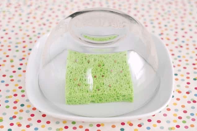 germer graines sur éponges humides