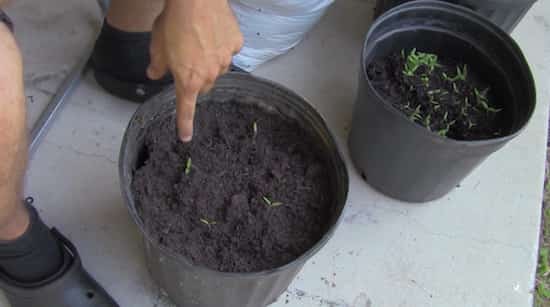 Ne mettez pas plus de deux pousses de tomate dans le même pot