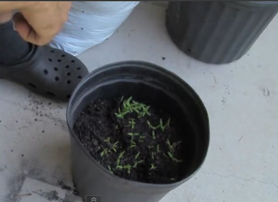 Les germes de tomates vont commencer à pousser
