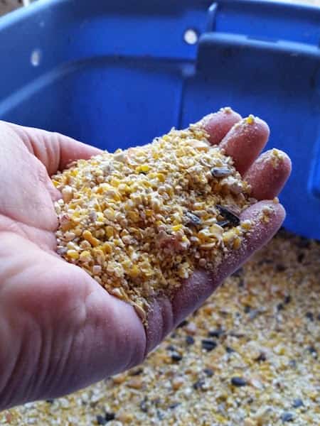 grains broyés récupérés pour les poules