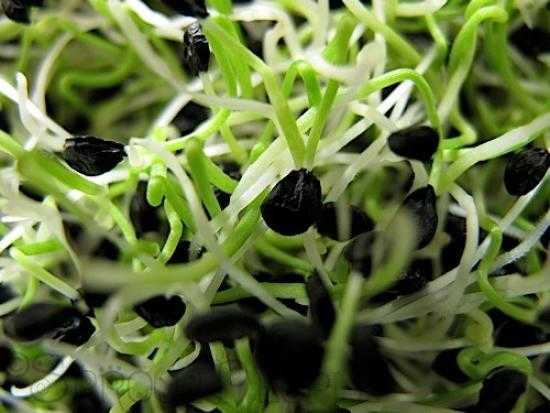 des graines d'ail germées