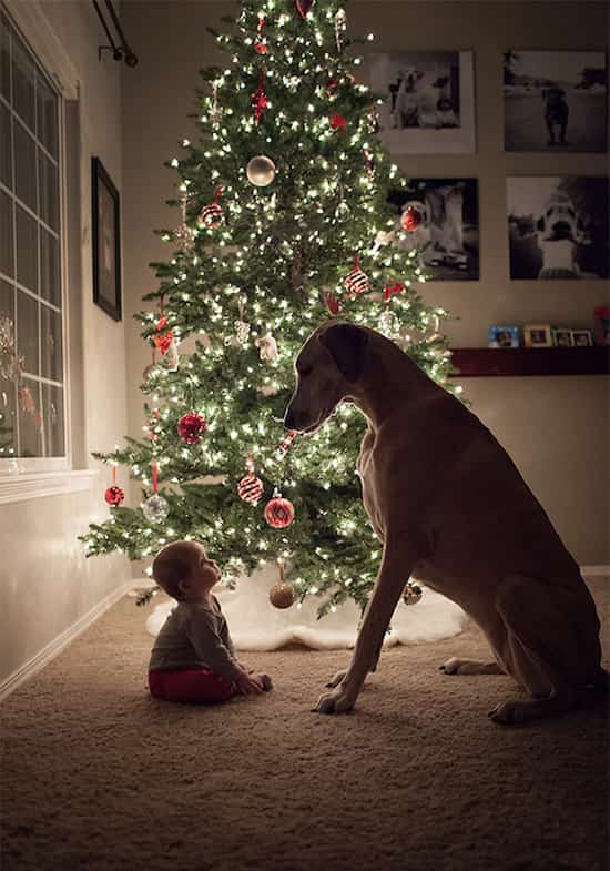 un bébé avec son grand chien devant un sapin de Noël