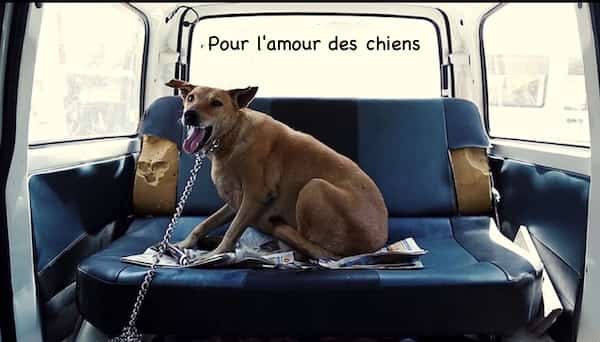 Balu accueille aussi les chiens chez lui quand il n'y a pas de places dans les refuges