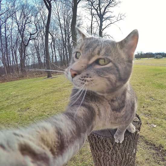 Ce Chat Qui Se Prend En Photo Tout Seul Prend De Meilleurs Selfies Que Vous