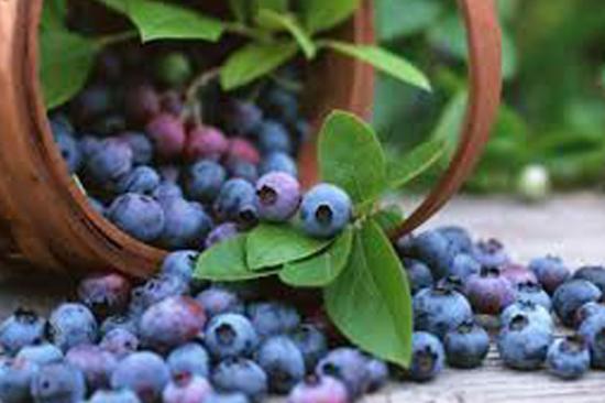 faites une infusion aux myrtilles pour soulager les vomissements