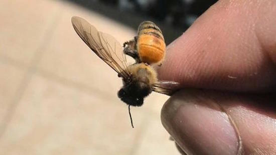 Petit à petit, les néonicotinoïdes tuent les abeilles et les pollinisateurs.