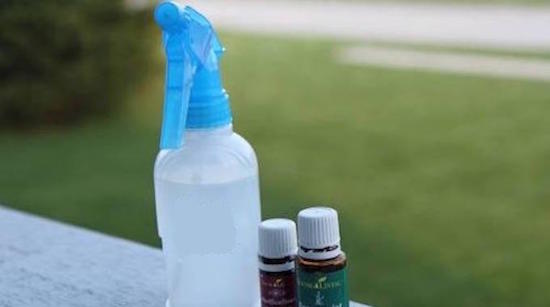 Connaissez-vous l'alternative naturelle et SANS produits toxiques aux insecticides du commerce ?