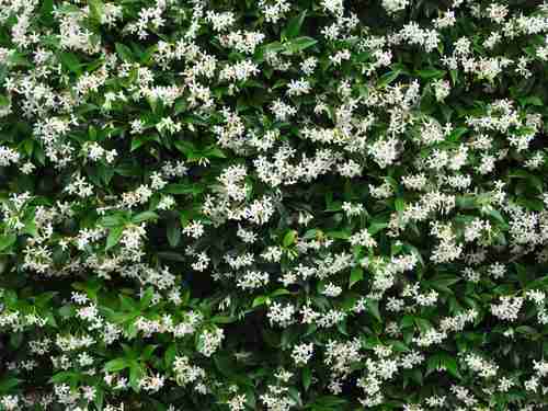 jasmin améliore la respiration