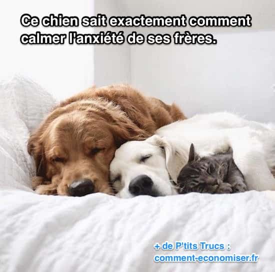 pas de stress avec un chien