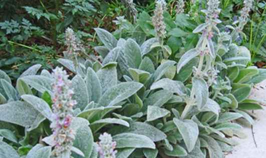 l'épiaire de byzance résiste à la sécheresse