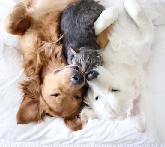 chat et chien savent détecter le stress