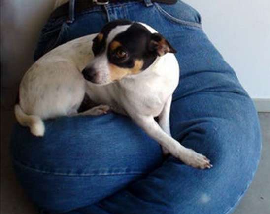 faire un lit pour chien avec vos vieux vêtements