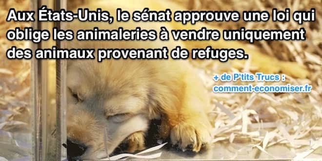 Le New Jersey veut passer une loi qui interdirait aux Animaleries de vendre des animaux non issus des refuges