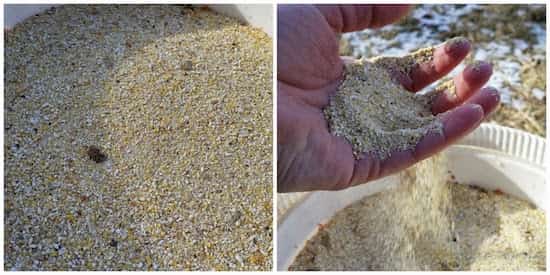 mais concassé pour nourrir les poules