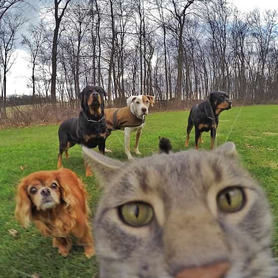 chat et chiens en photo selfies