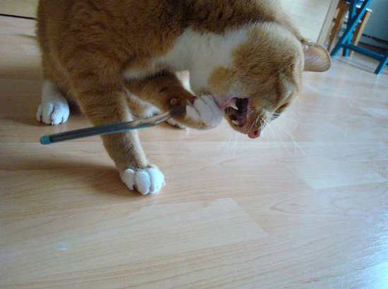 Ne brosser pas vos dents après manger au risque de les abîmer