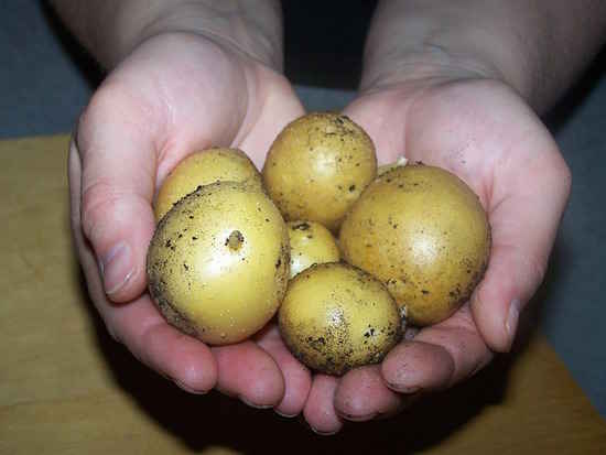 Pas besoin de conserver les pommes de terre au frigo