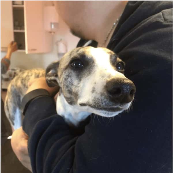 Chien issu d'un refuge. Nouvelle loi au New Jersey qui interdit vente d'animaux non issus de l'adoption.