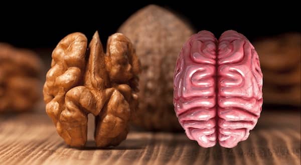 un cerneau de noix qui ressemblent aux lobes du cerveau
