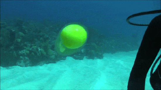 Un oeuf sous l'eau sans sa coquille