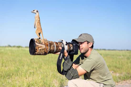 un suricate monte sur l'objectif du photographe
