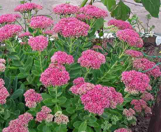 orpin résistant à la sécheresse pour jardin sec