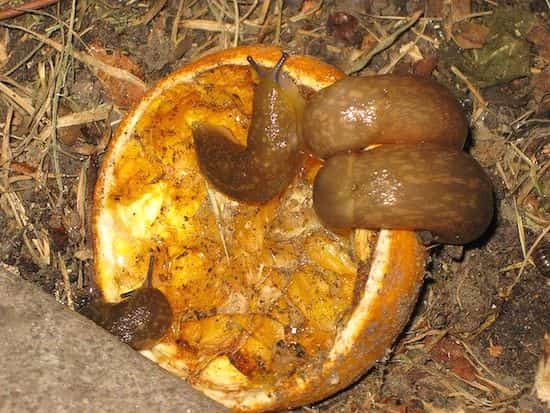 peau de pamplemousse refuge à limace