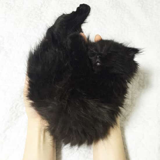 chat scottish qui dort trop mignon