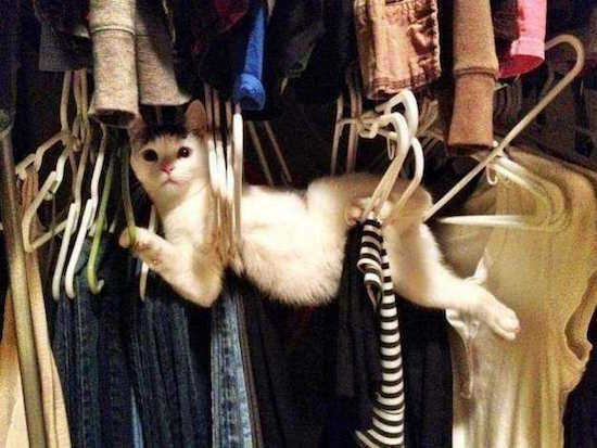 17 Photos De Chats Qui Sont Certainement Les Meilleures Photos De Chats Jamais Prises