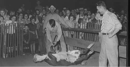 Votre grand-père qui combat un bœuf