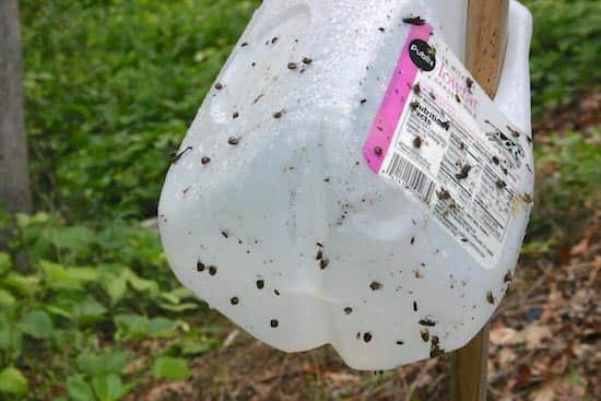 A bottle with sugar water in it to catch bees, wasps and hornets
