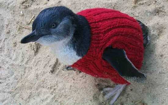 pingouins qui porte un pull après une marée noire
