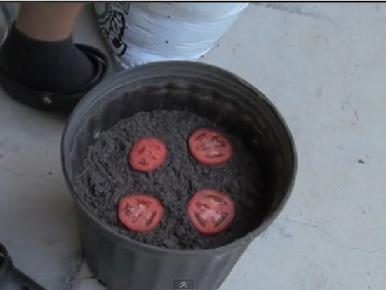 Mettre les tomates dans le terreau dans le pot