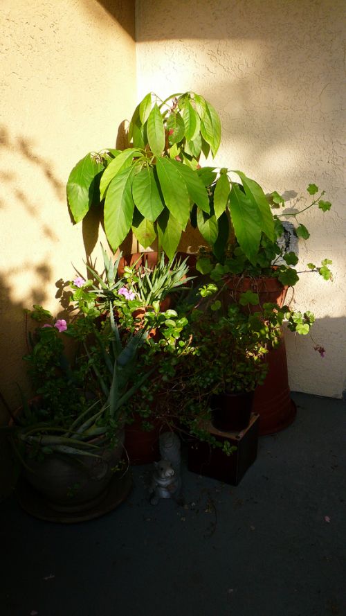 aloé vera en plante