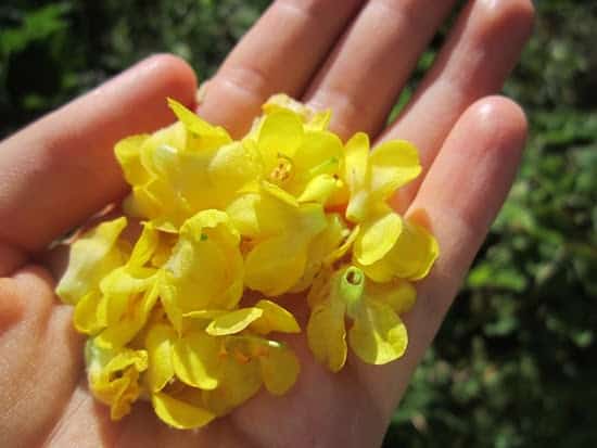 La fleur de molène possède des bienfaits contre le rhume.
