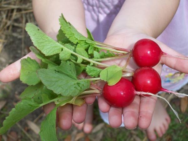 faire un potager sur son balcon