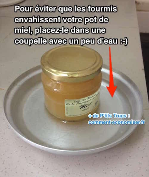 Astuce pour éloigner fourmis des pots de miel
