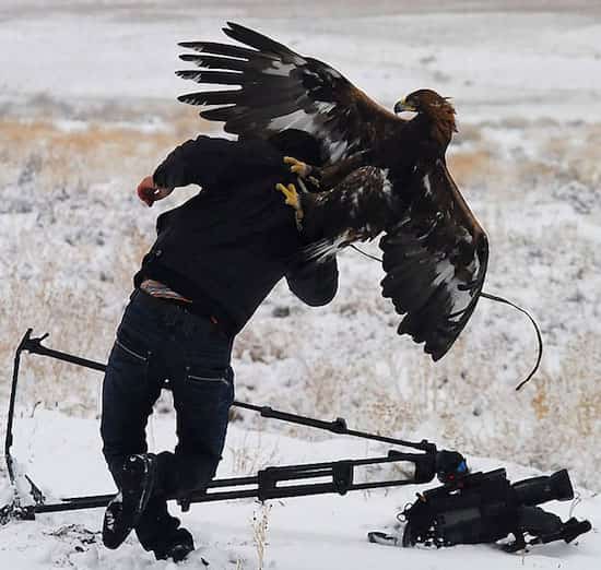 un rapace attaque le photographe