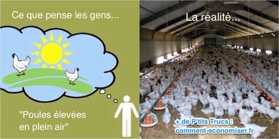 Rassemblement de poules élevées en intérieur 
