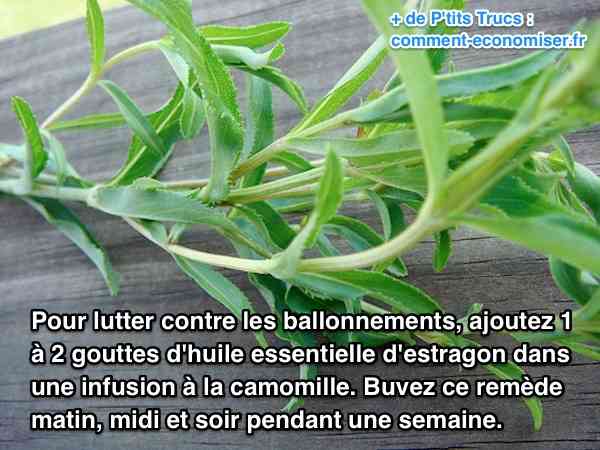 plantes contre les flatulences