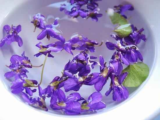 recette de tisane de violettes pour calmer la toux