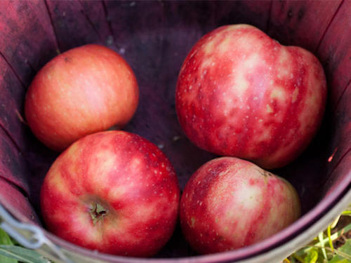 Les pommes sont une astuce facile et efficace pour avoir les dents plus blanches.