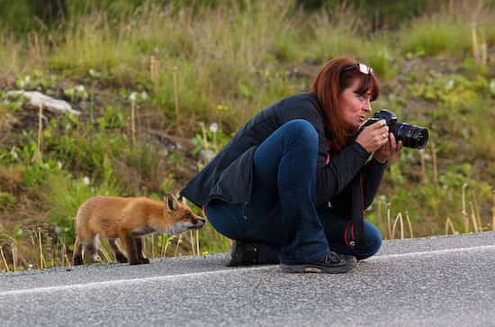 un renard sent la photographe