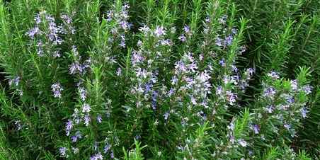 romarin plante résistante à la sécheresse