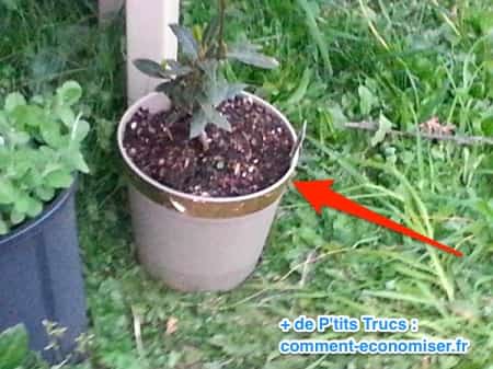 Répulsif bio contre les escargots pour protéger les fleurs