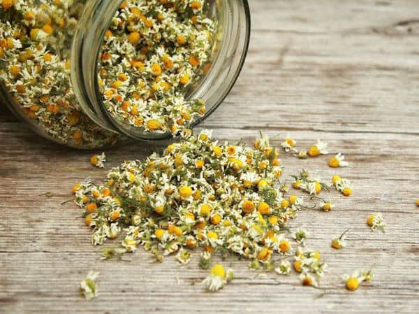 de la camomille contre les cernes