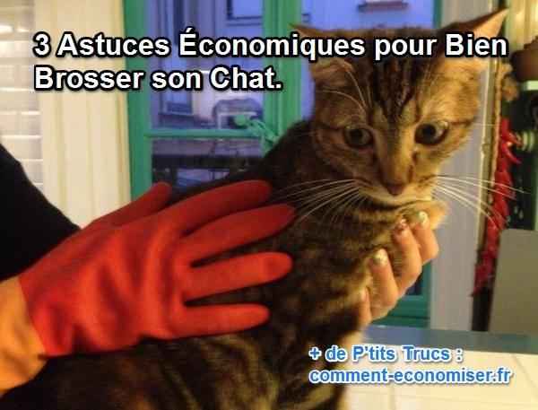 3 Astuces Economiques Pour Bien Brosser Son Chat