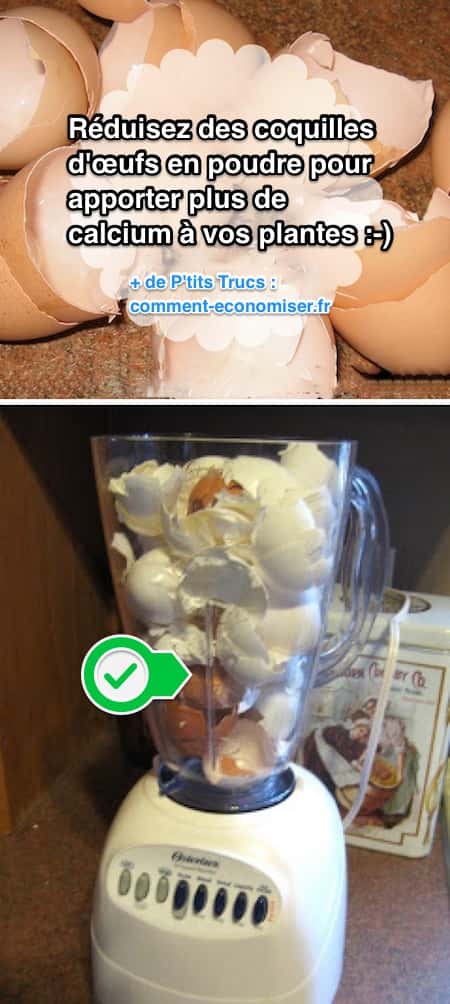 Utilisez votre blendeur pour faire de la poudre de coquille d'oeuf et apporter pus de calcium à vos plantes.