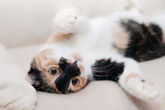 traiter naturellement les puces du chat